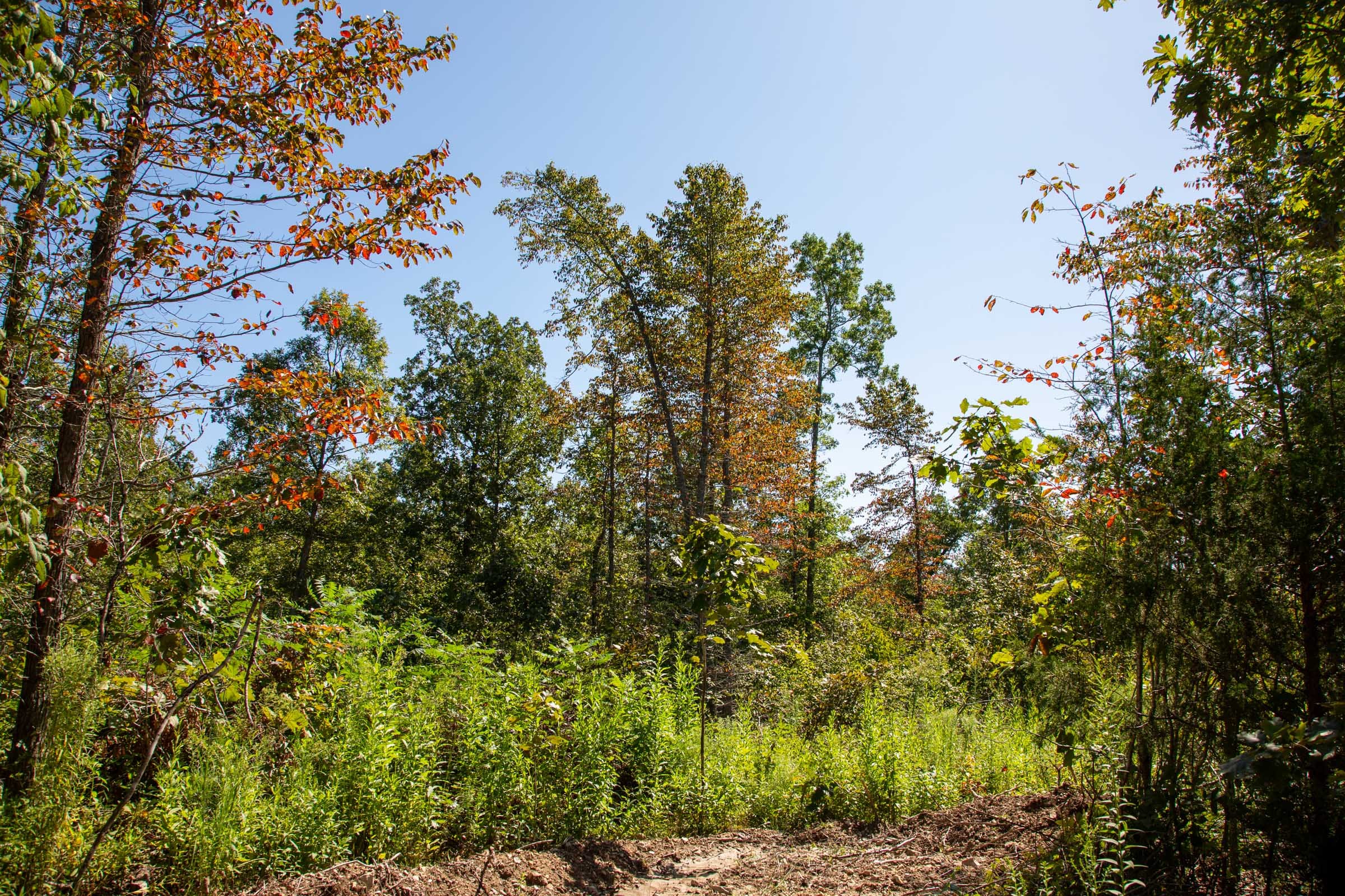 Borgmann’s Hollow Phase II Tract 56 photo 9