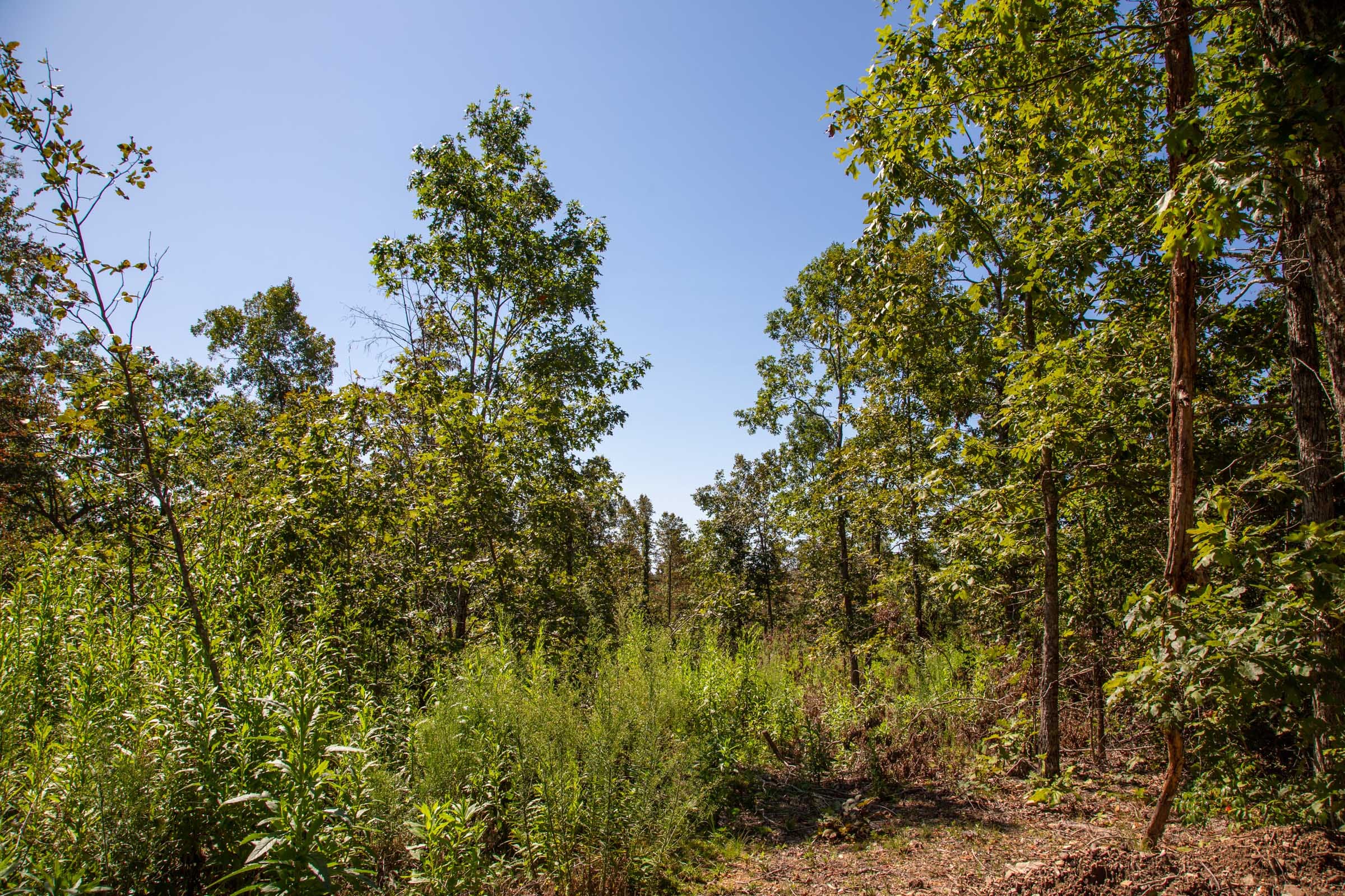 Borgmann’s Hollow Phase II Tract 56 photo 10