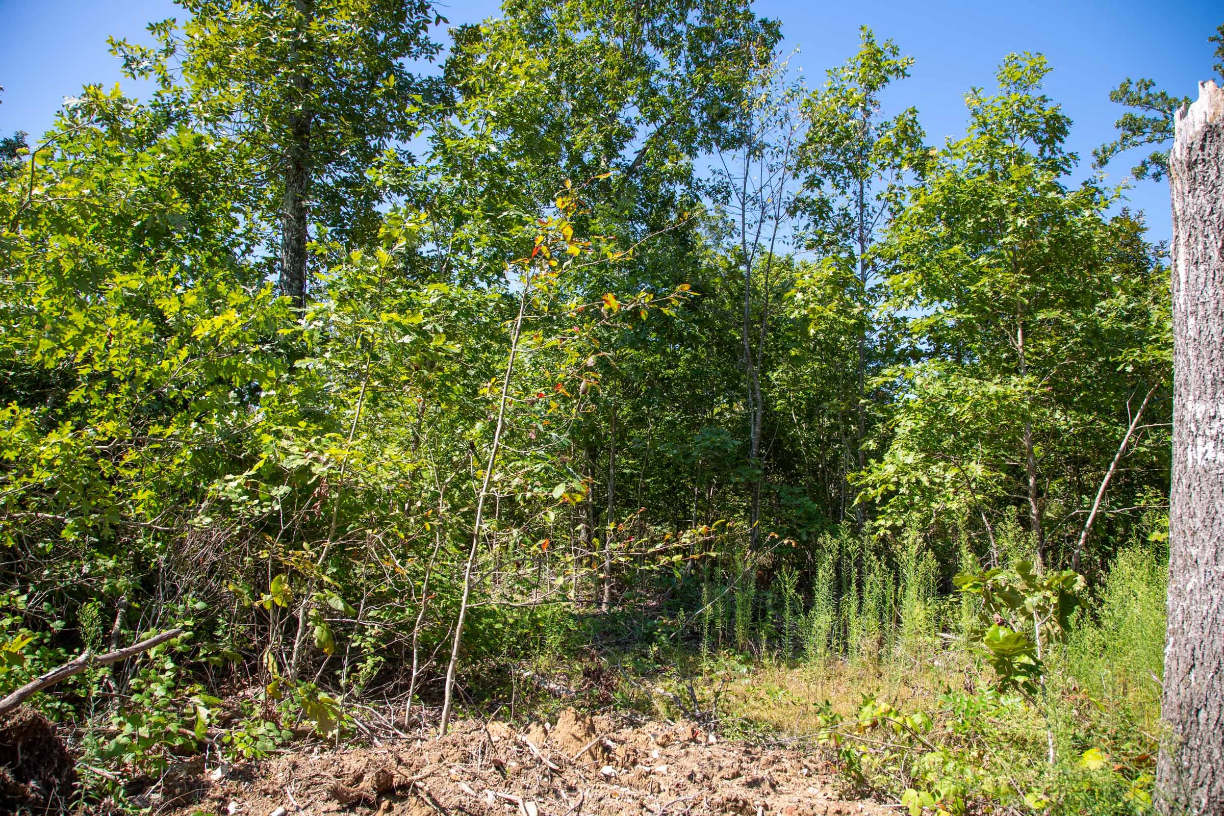 Borgmann’s Hollow Phase II Tract 56 photo 11