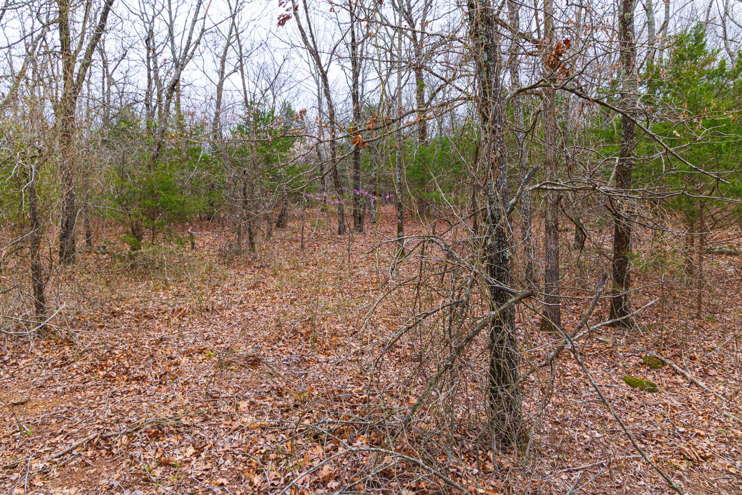 Reserves At Cattail Cove Phase I Tract 17 photo 13