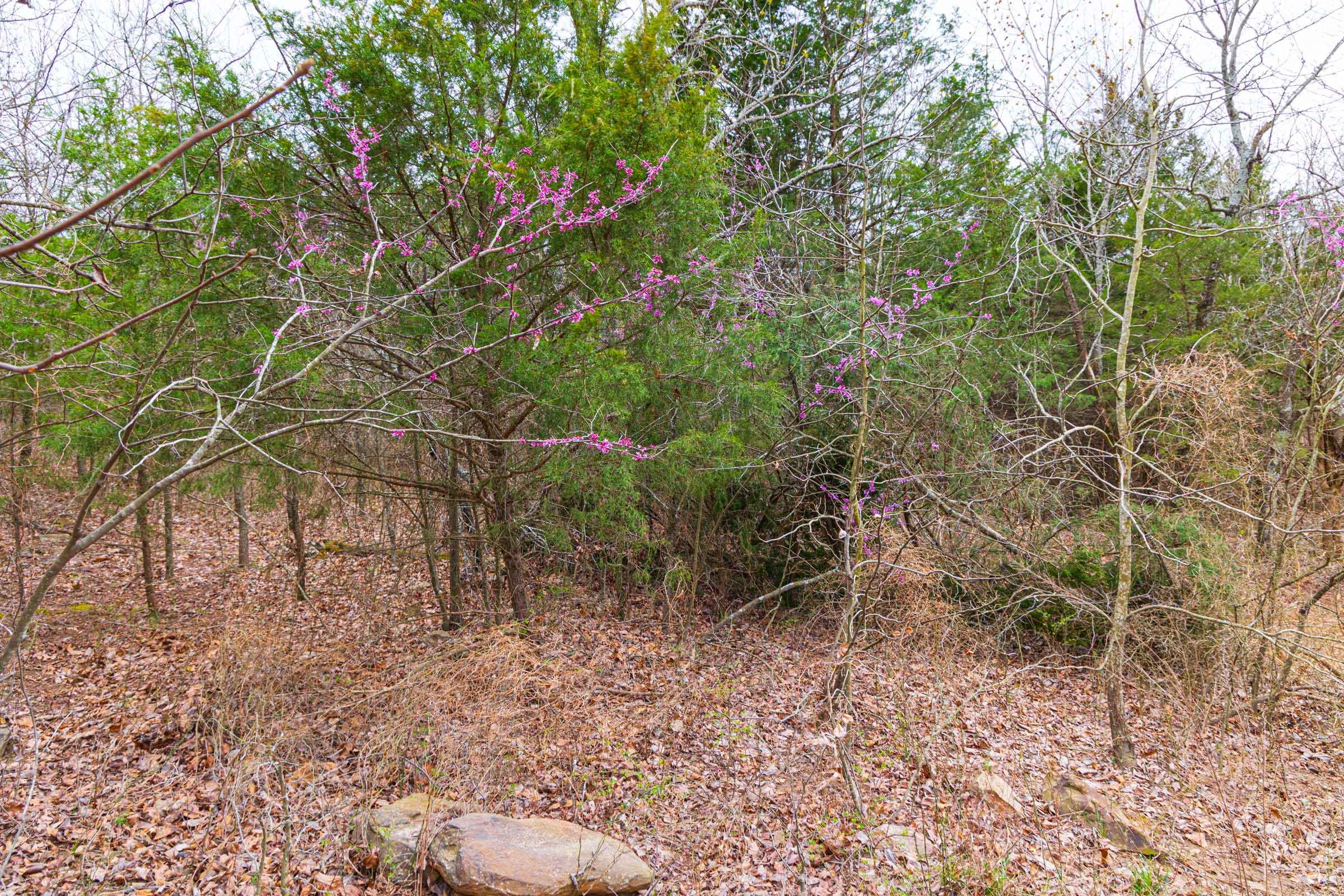 Reserves At Cattail Cove Phase I Tract 17 photo 9