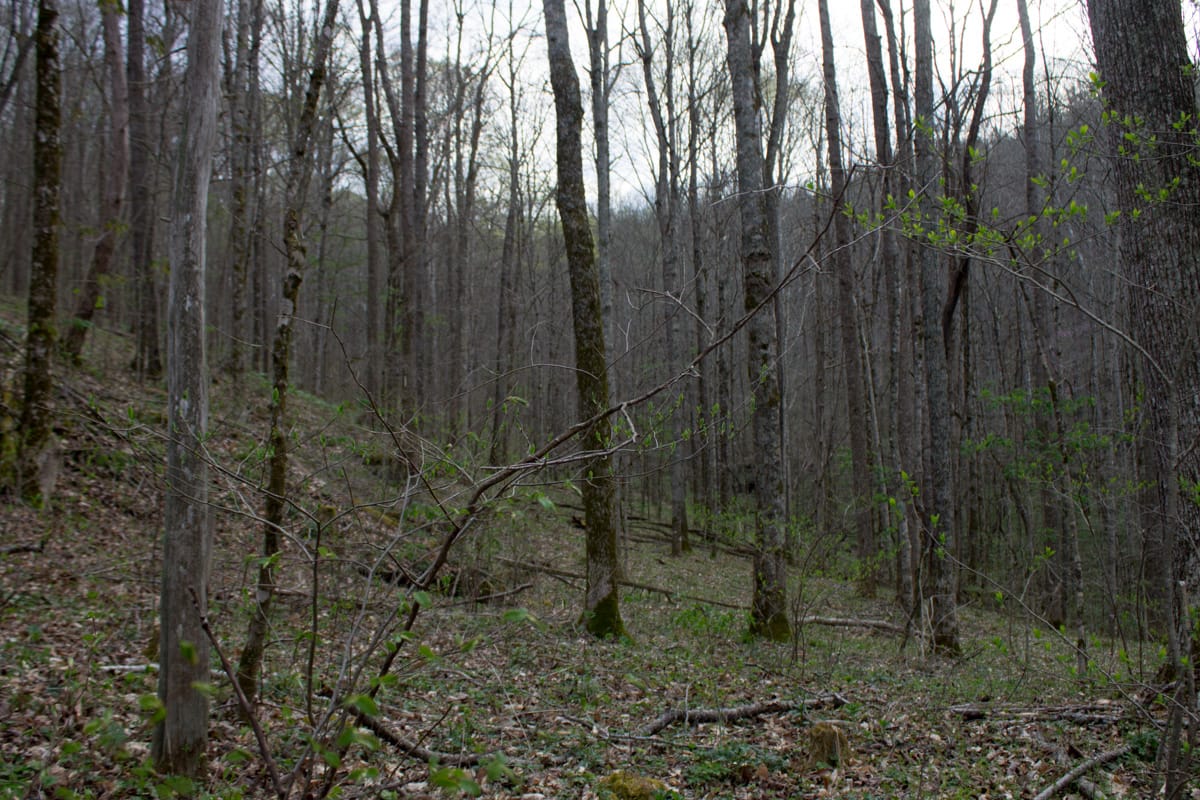 Chestnut Oak Ridge Tract 8 photo 5