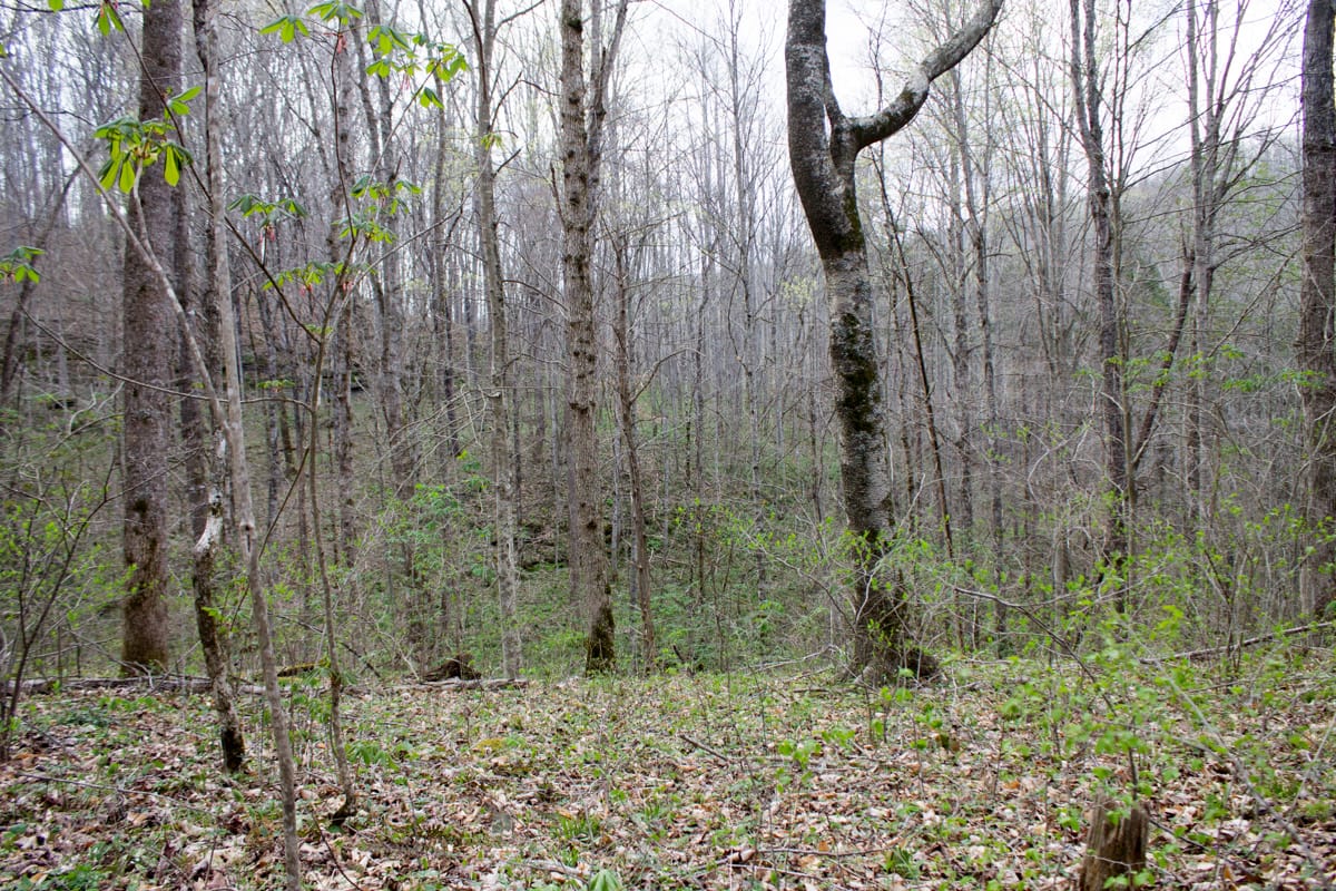 Chestnut Oak Ridge Tract 8 photo 6