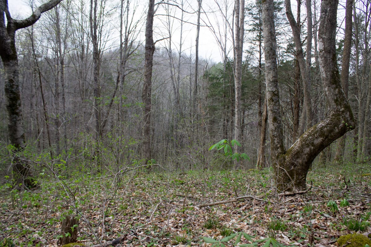 Chestnut Oak Ridge Tract 8 photo 7