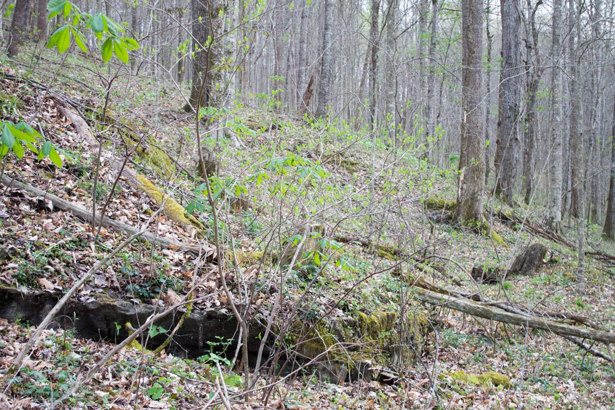 Chestnut Oak Ridge Tract 8 photo 8