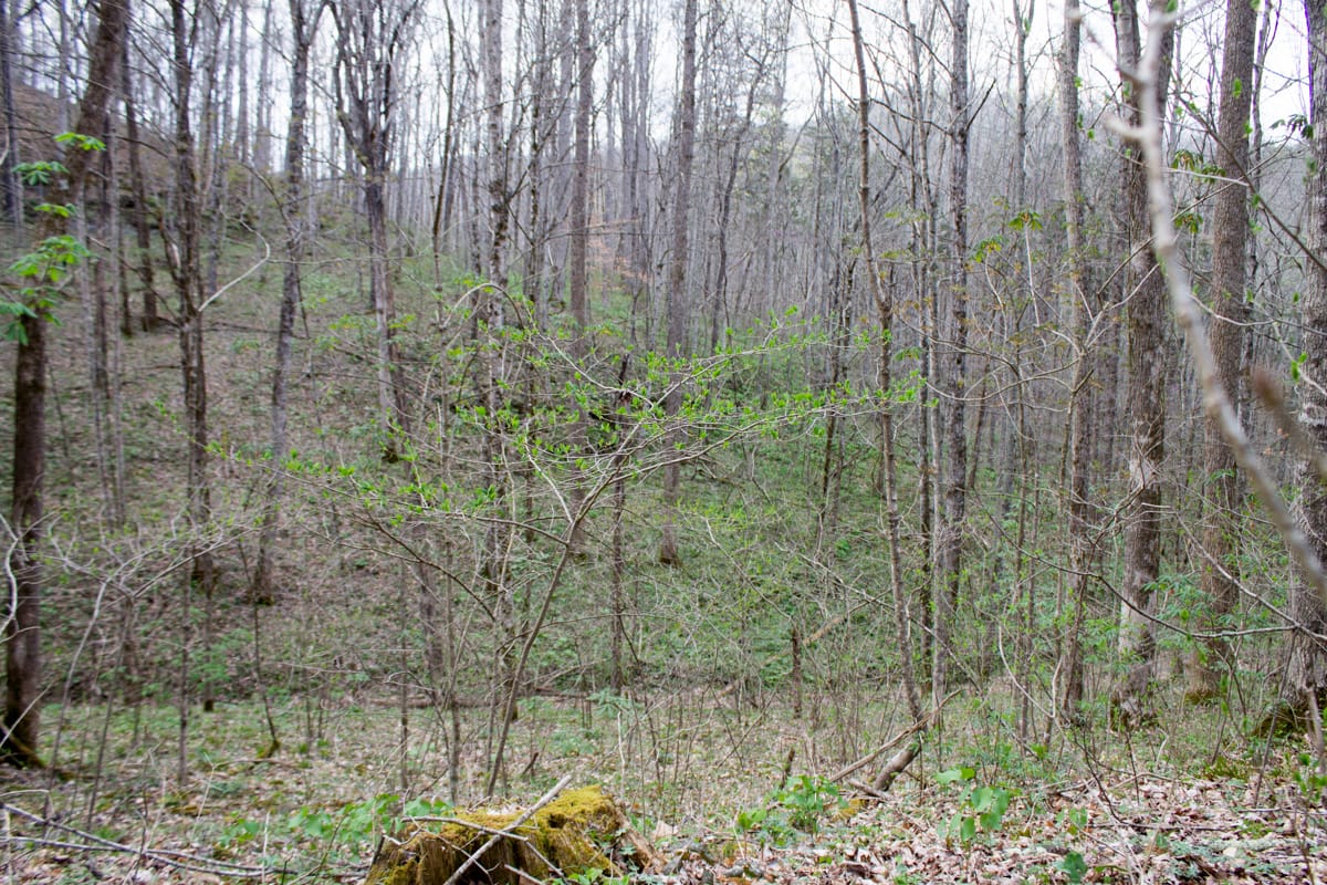 Chestnut Oak Ridge Tract 8 photo 9