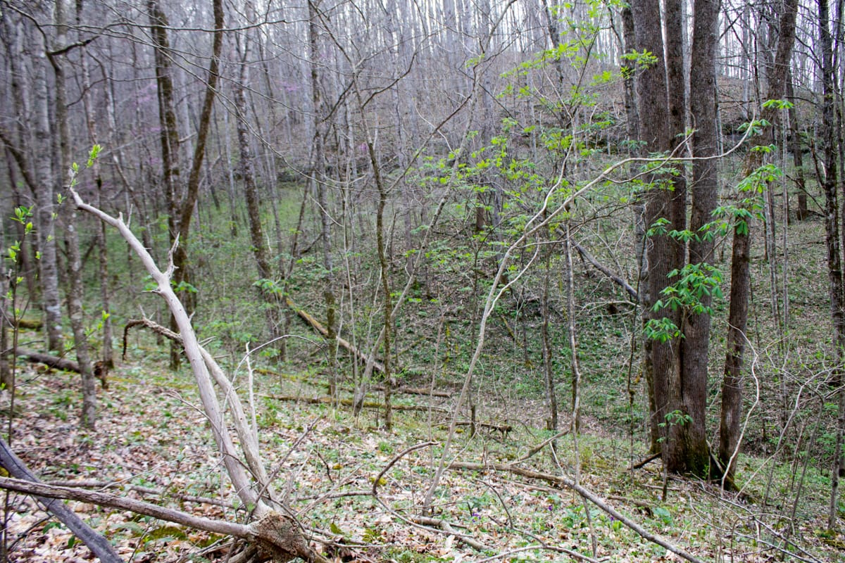 Chestnut Oak Ridge Tract 8 photo 10