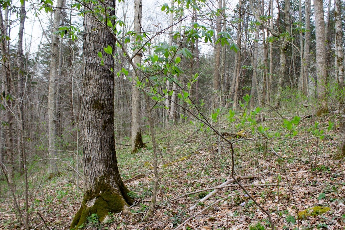 Chestnut Oak Ridge Tract 8 photo 11