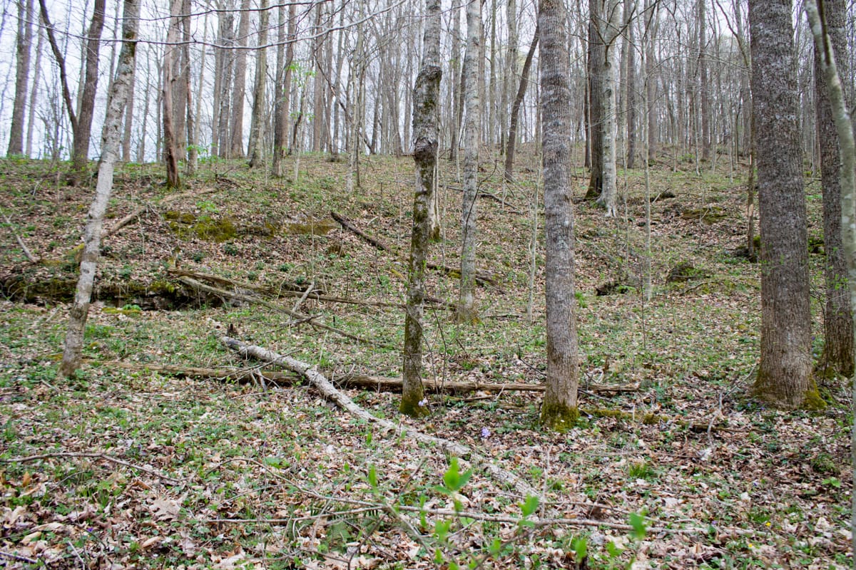 Chestnut Oak Ridge Tract 8 photo 12