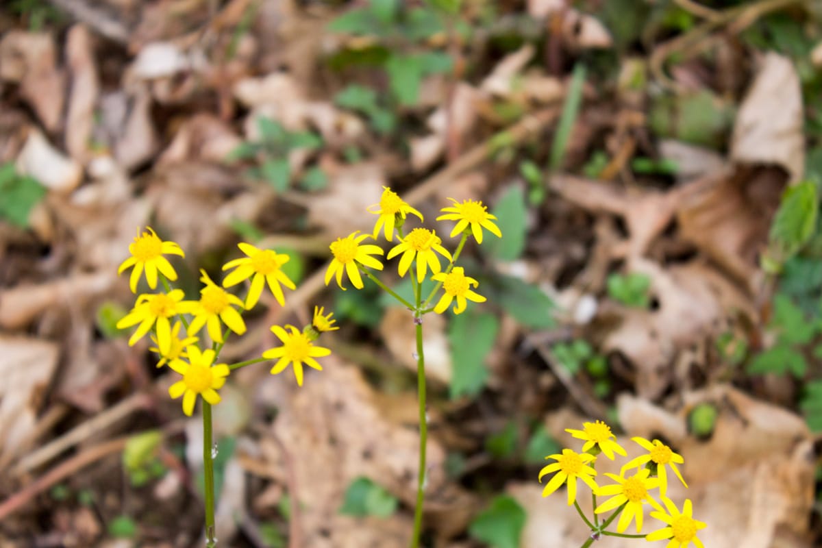 Chestnut Oak Ridge Tract 8 photo 14