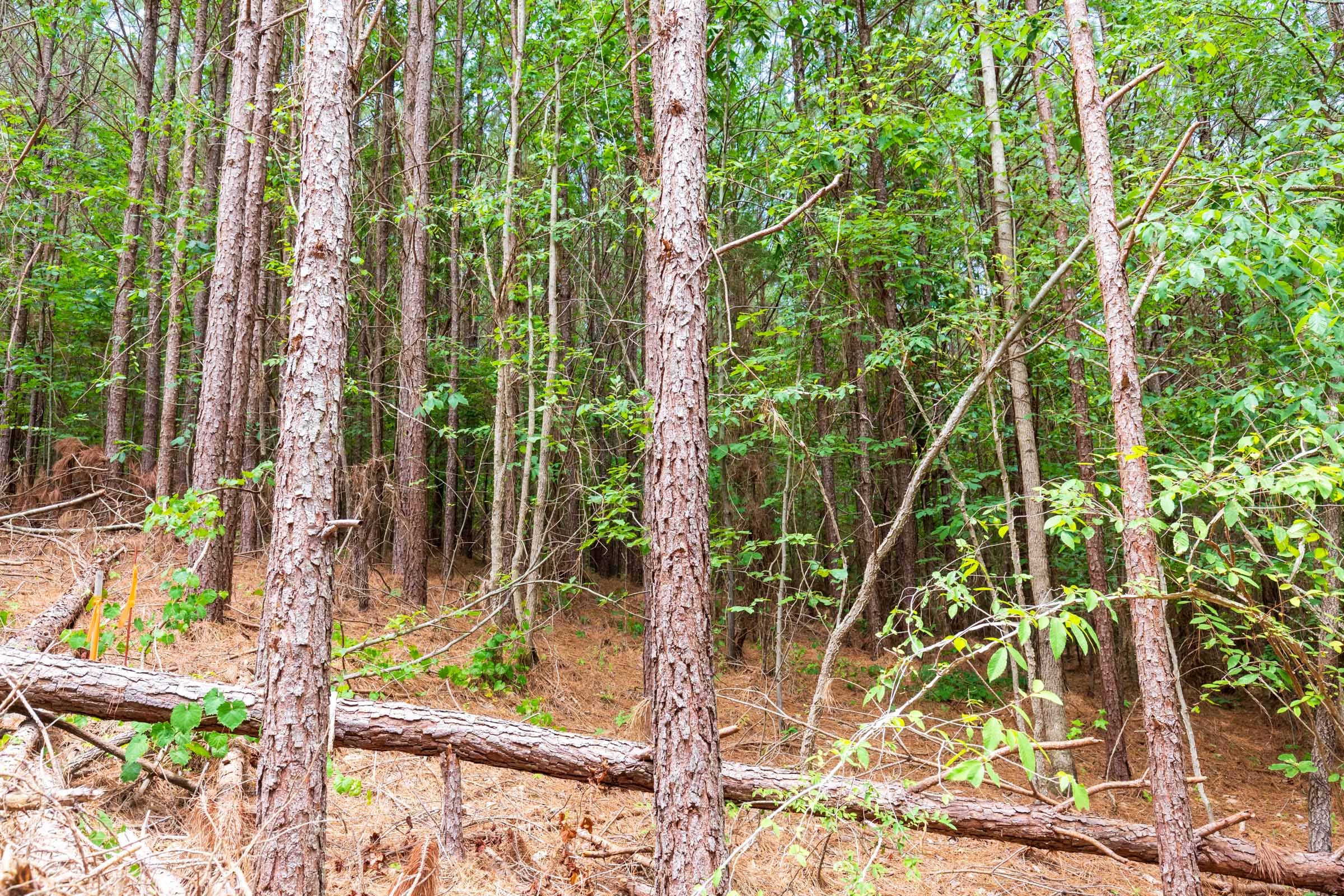 Whiskey Ridge Tract 103 photo 2