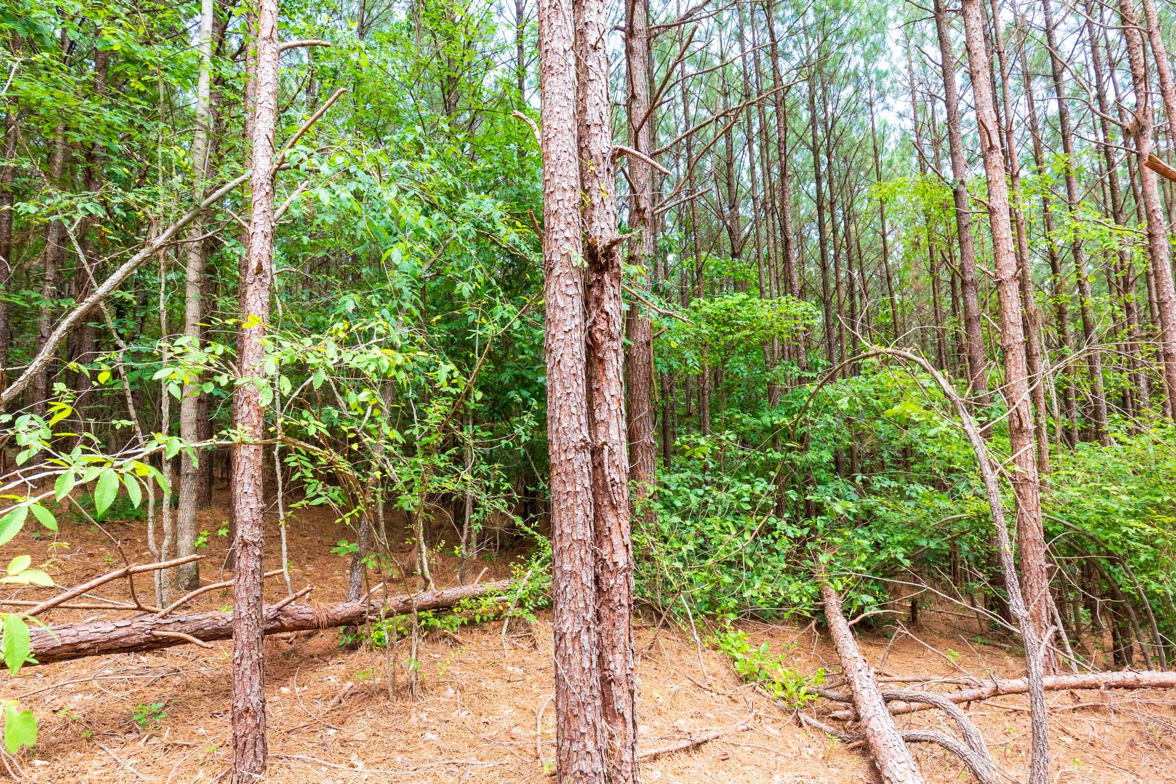 Whiskey Ridge Tract 103 photo 3
