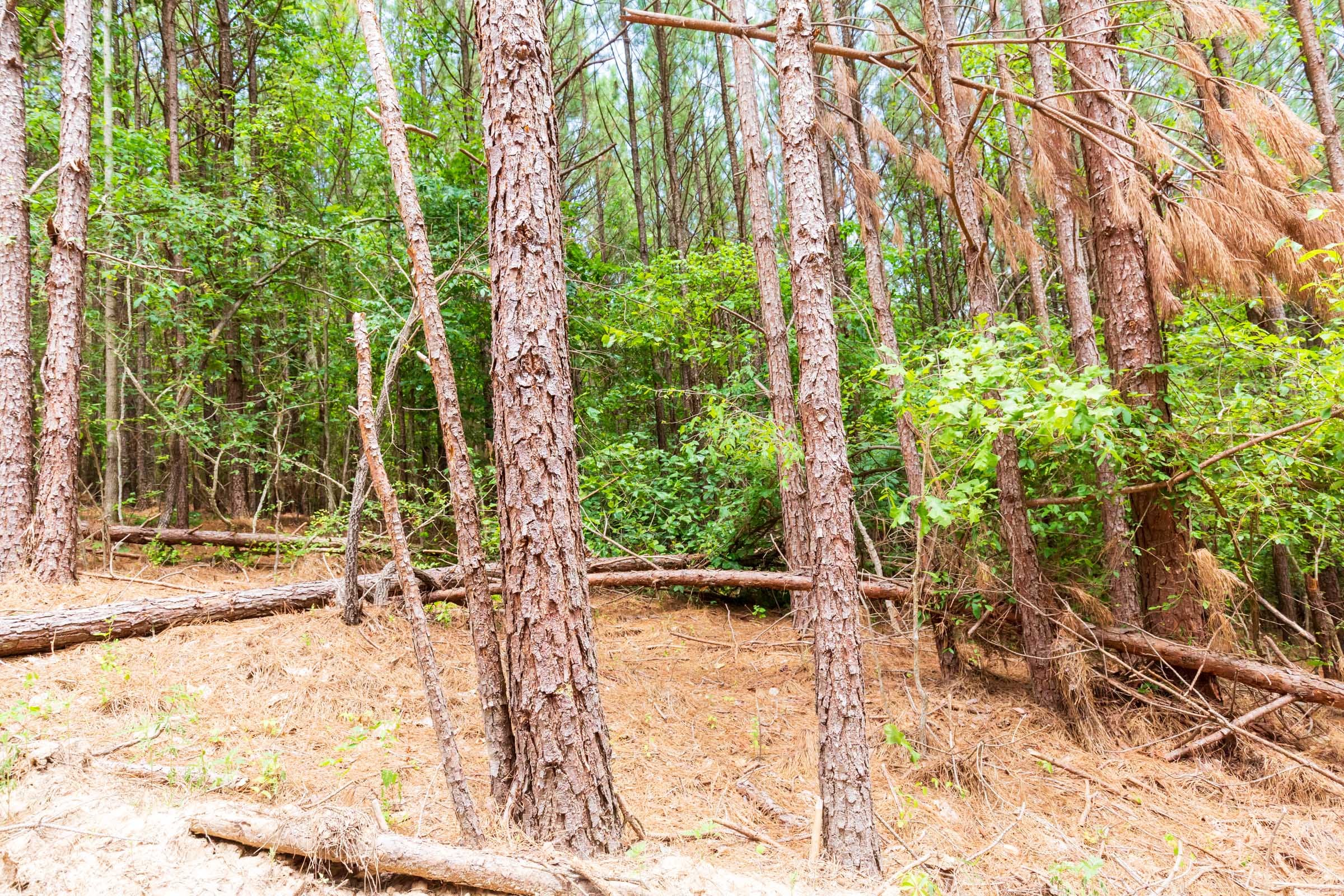 Whiskey Ridge Tract 103 photo 4