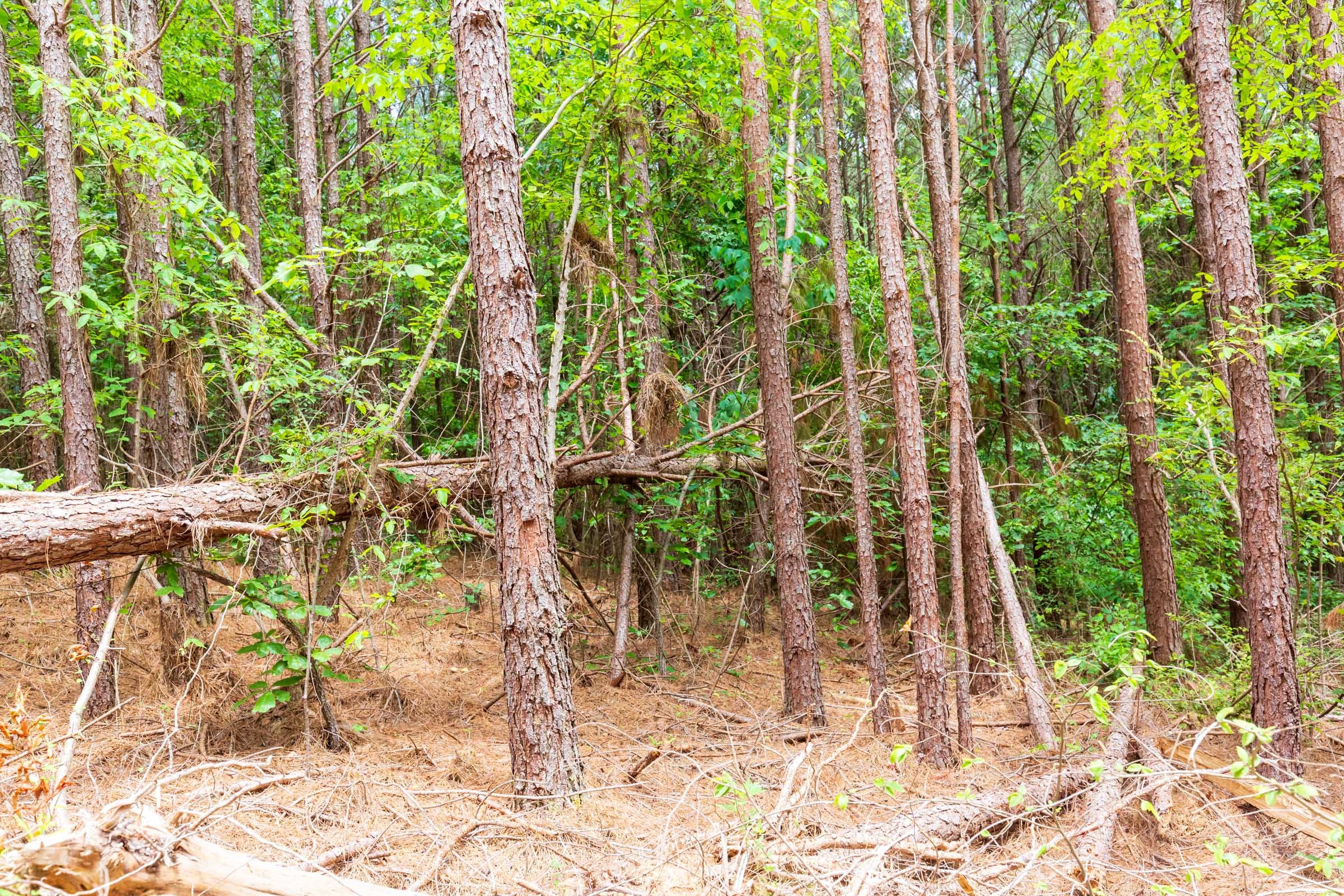 Whiskey Ridge Tract 103 photo 5