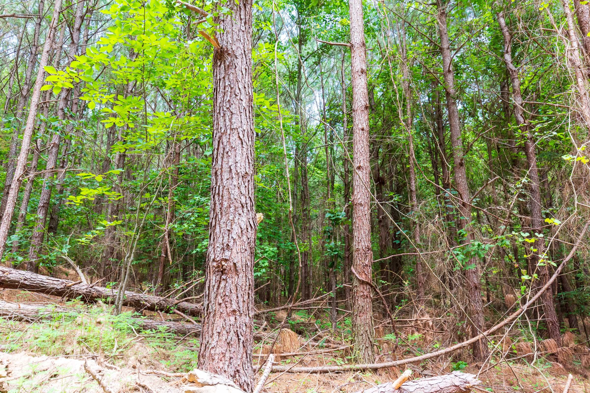 Whiskey Ridge Tract 103 photo 6