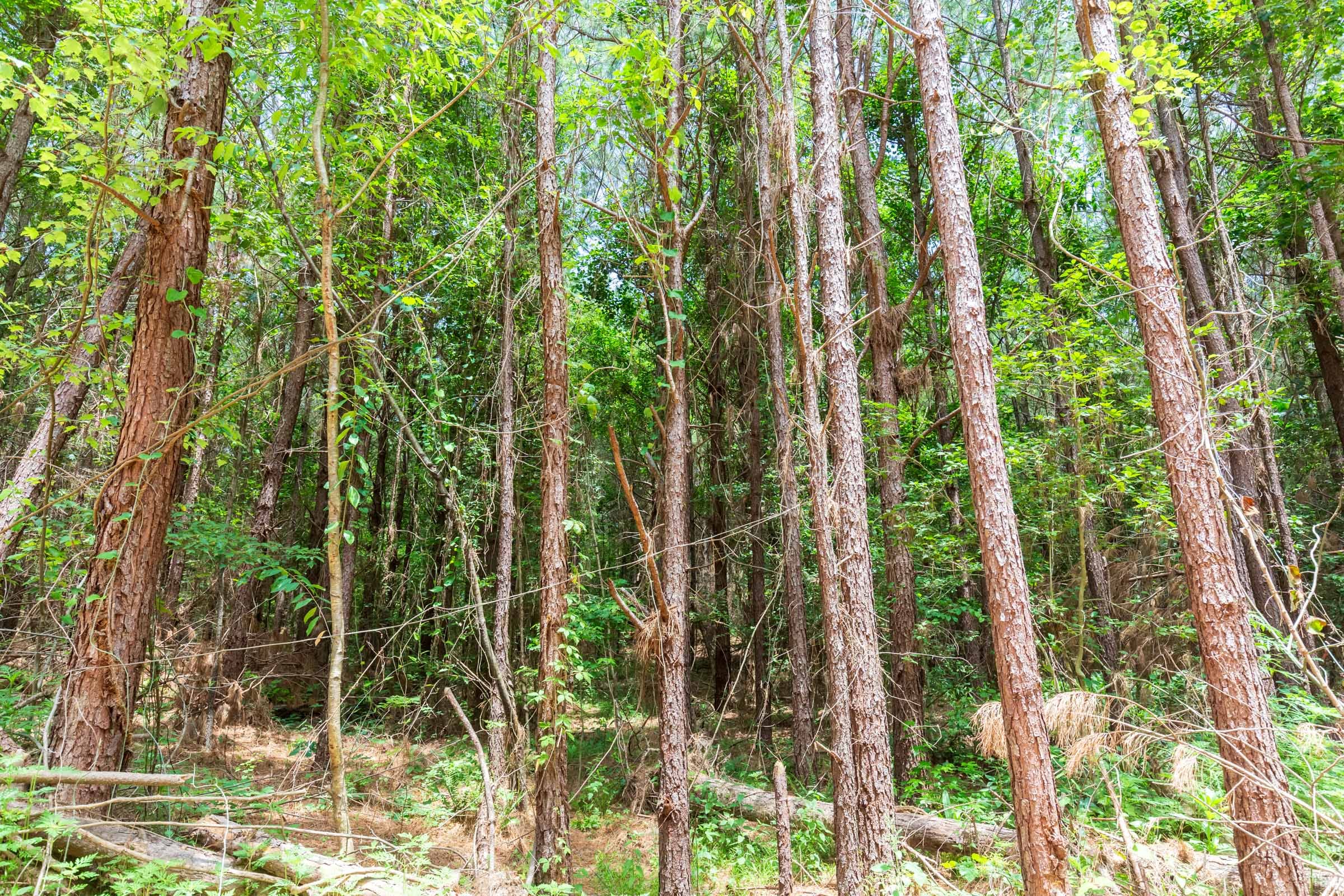 Whiskey Ridge Tract 103 photo 8