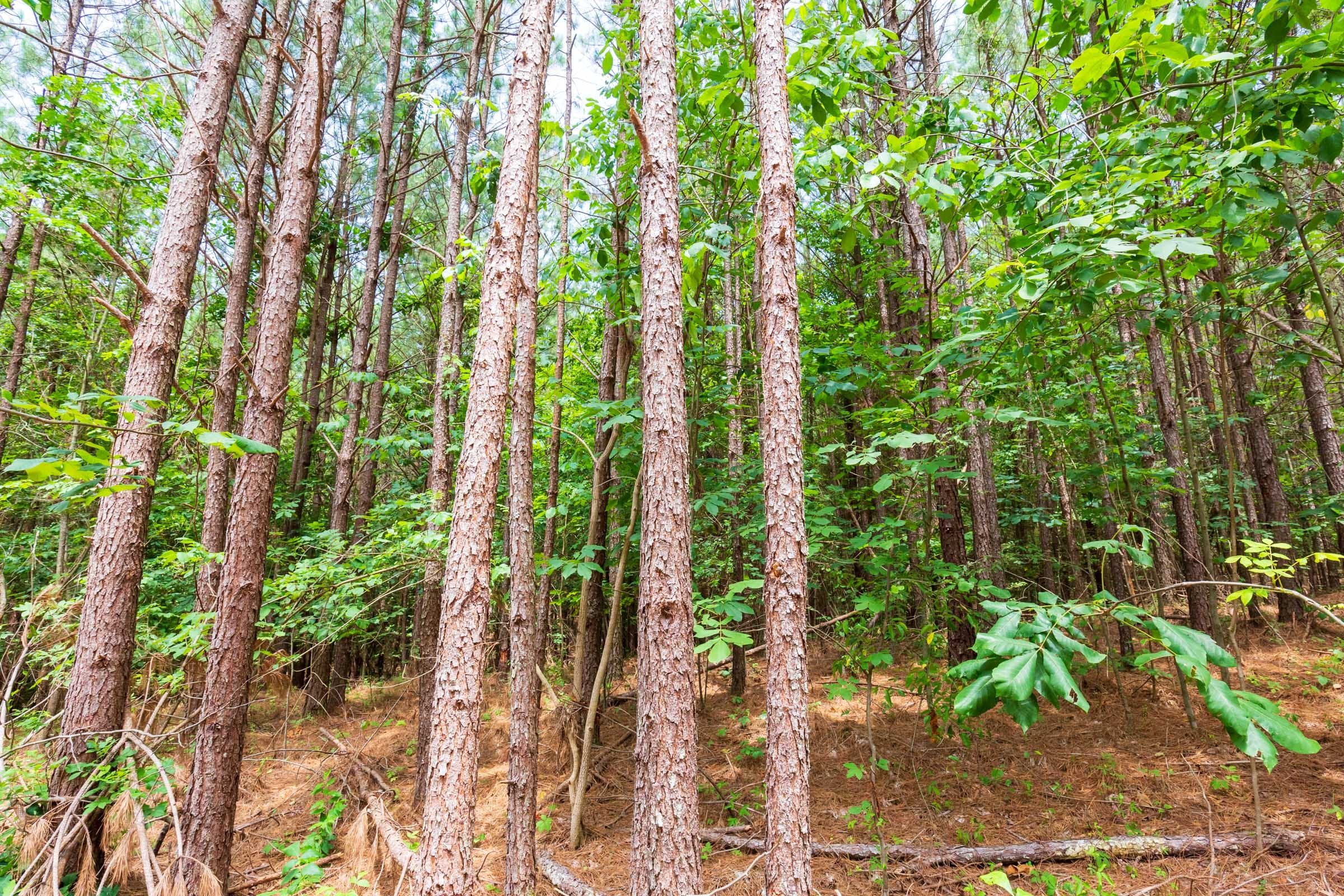 Whiskey Ridge Tract 103 photo 9
