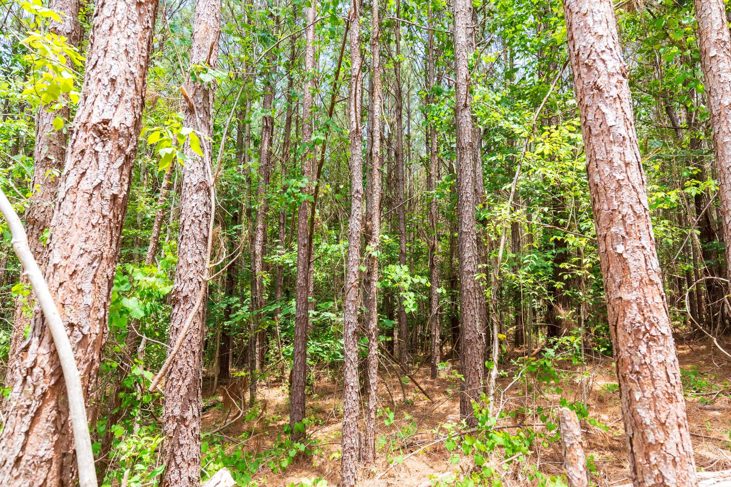 Whiskey Ridge Tract 103 photo 10