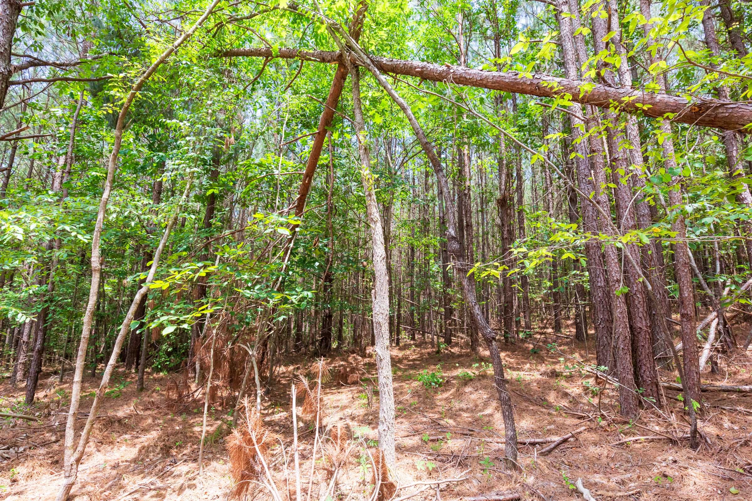 Whiskey Ridge Tract 103 photo 11
