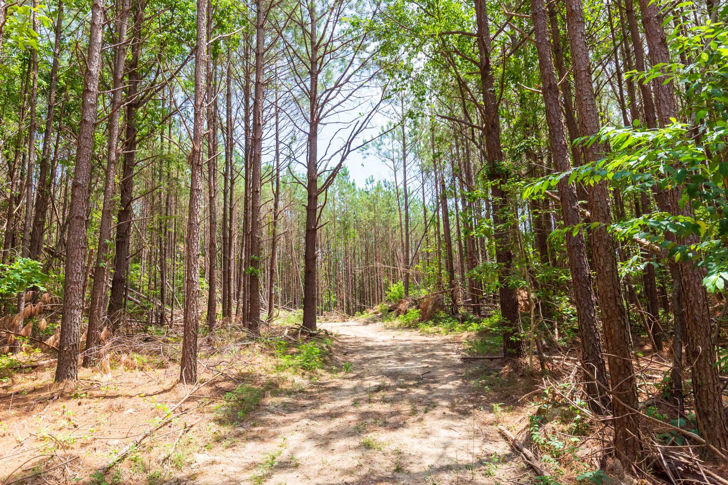 Whiskey Ridge Tract 103 photo 12