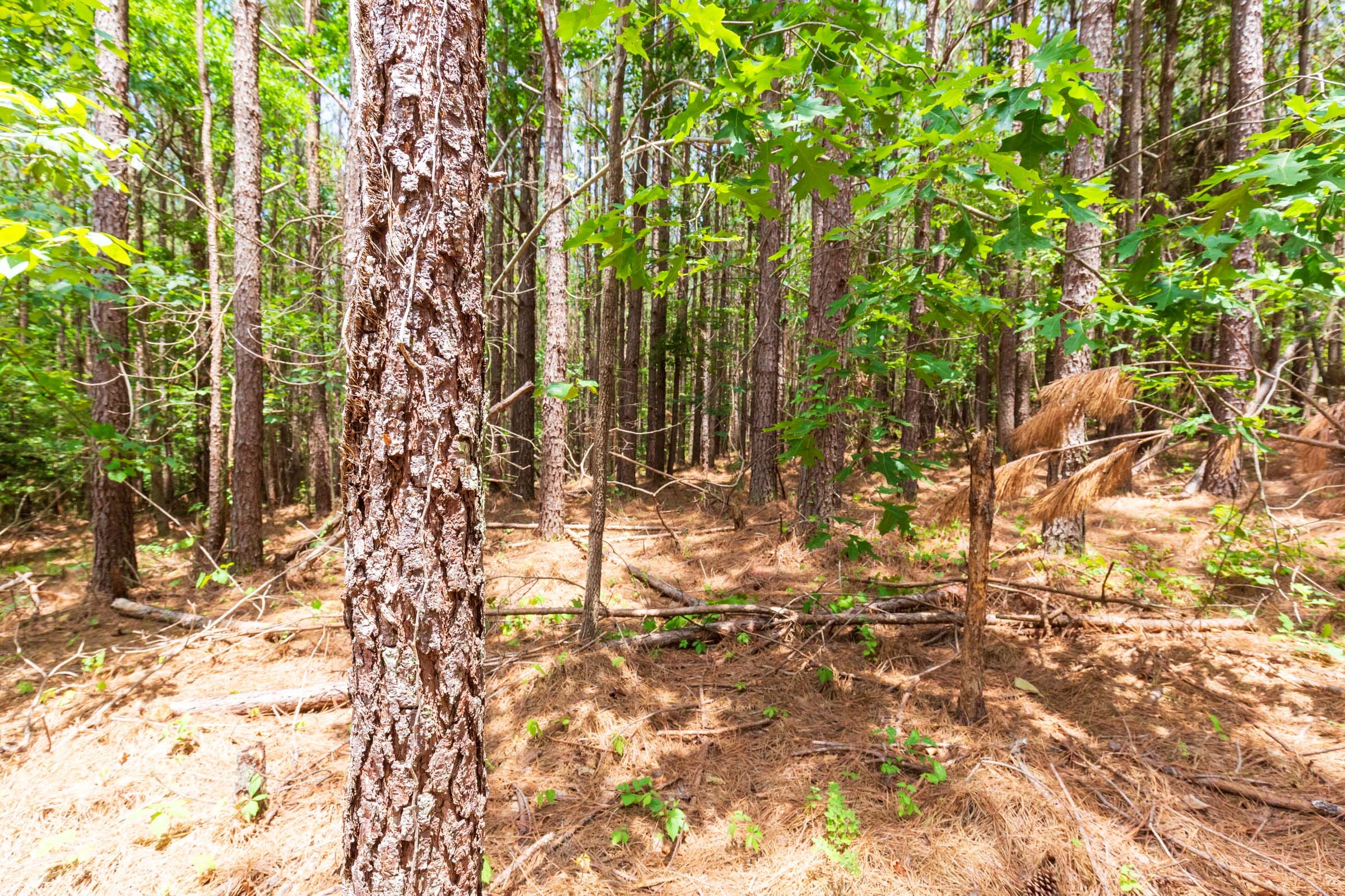Whiskey Ridge Tract 103 photo 13