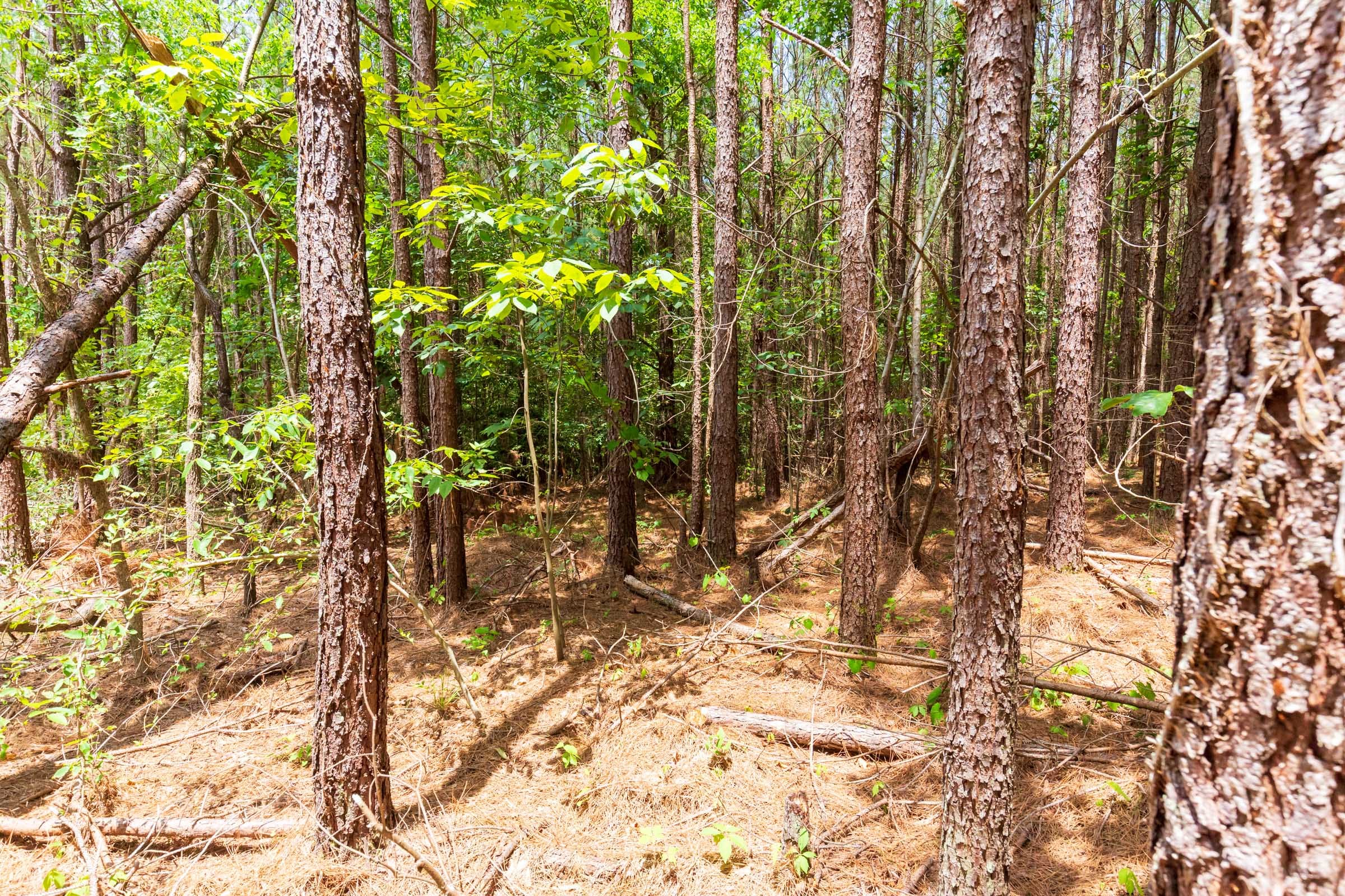 Whiskey Ridge Tract 103 photo 14