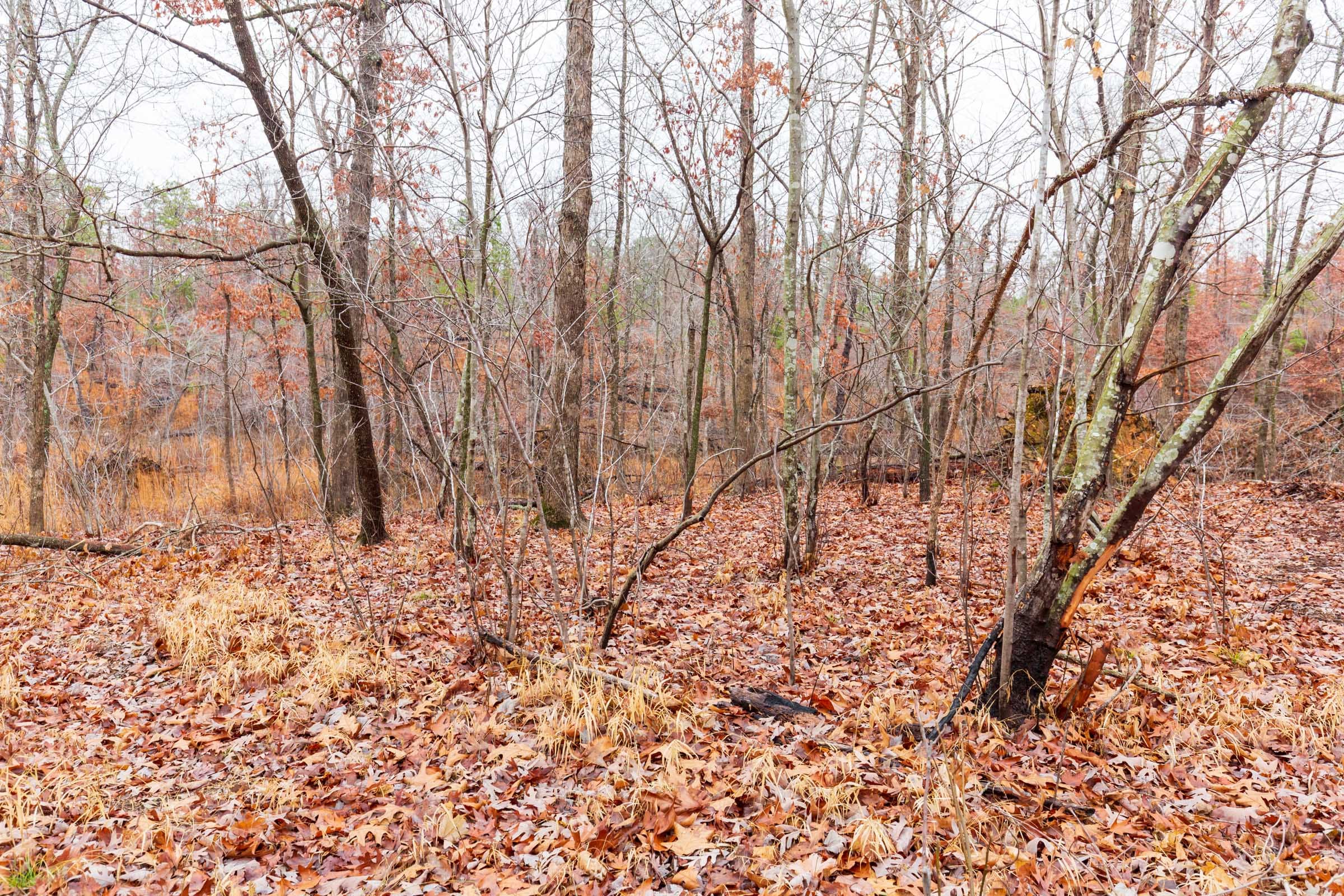 Carter’s Crossing Tract 13 photo 4