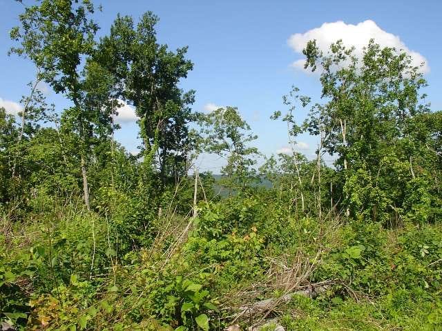 Antler Ridge Tract 28 photo 3