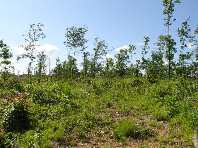 Antler Ridge Tract 28 photo 4