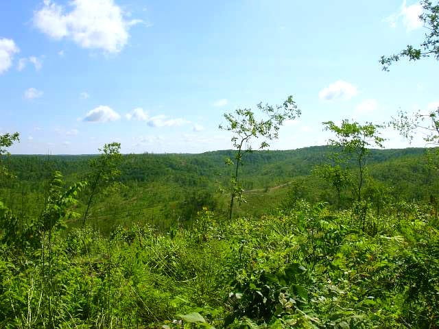 Antler Ridge Tract 28 photo 5