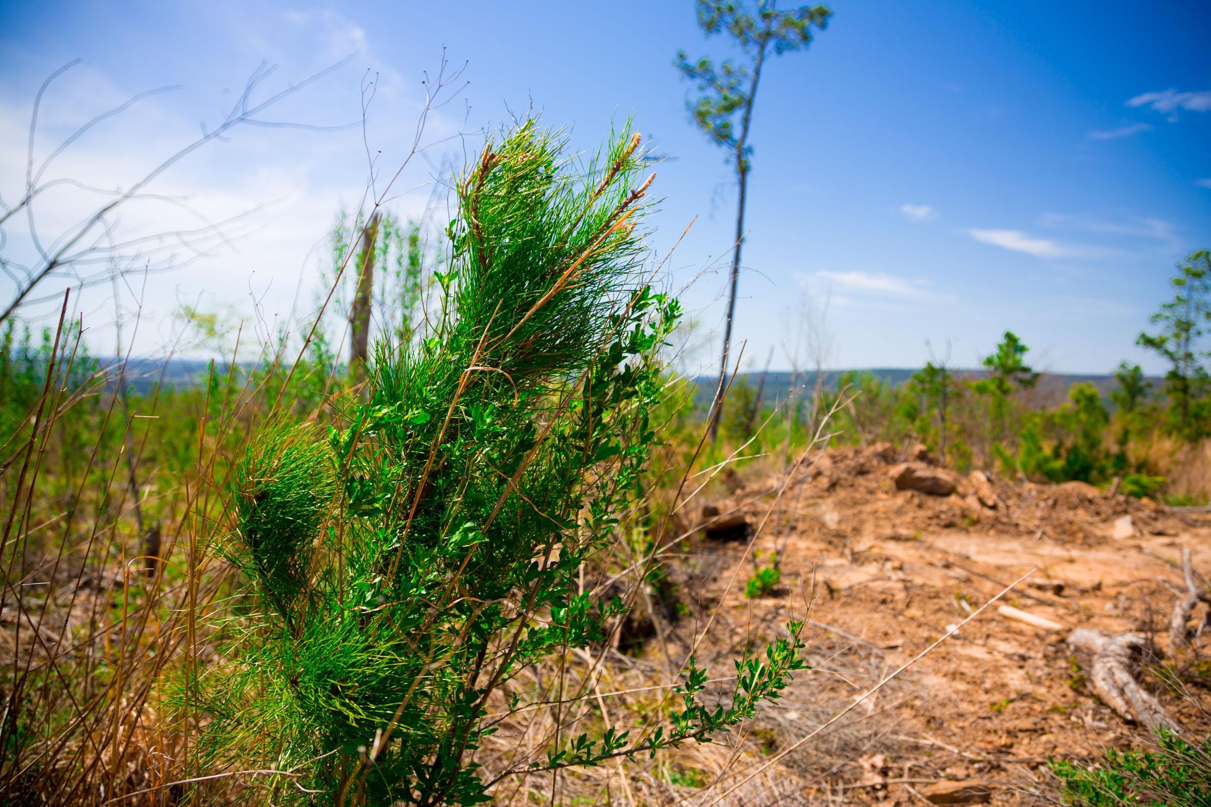 Stone Creek Phase II Tract 245 photo 9