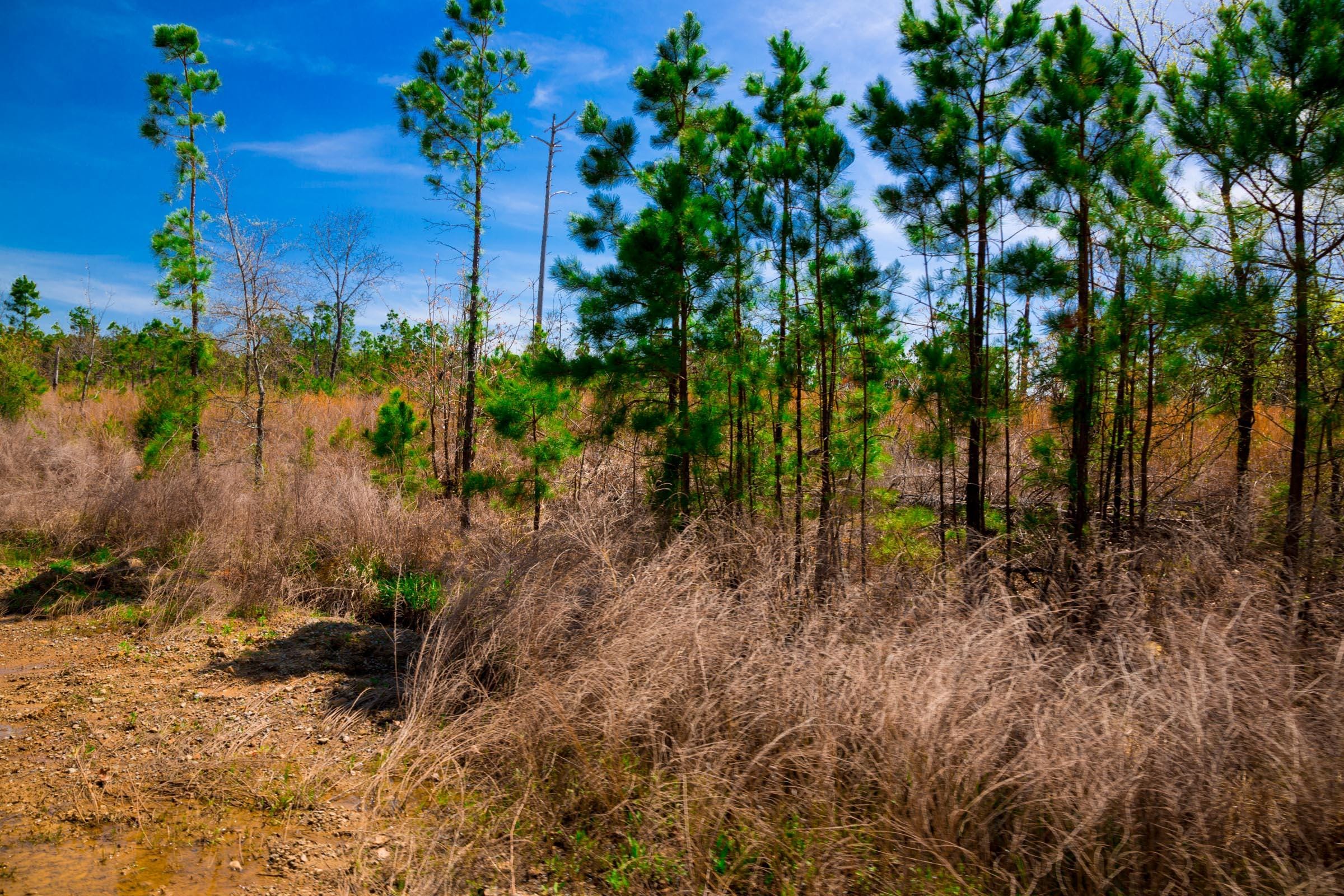 Stone Creek Phase II Tract 245 photo 15