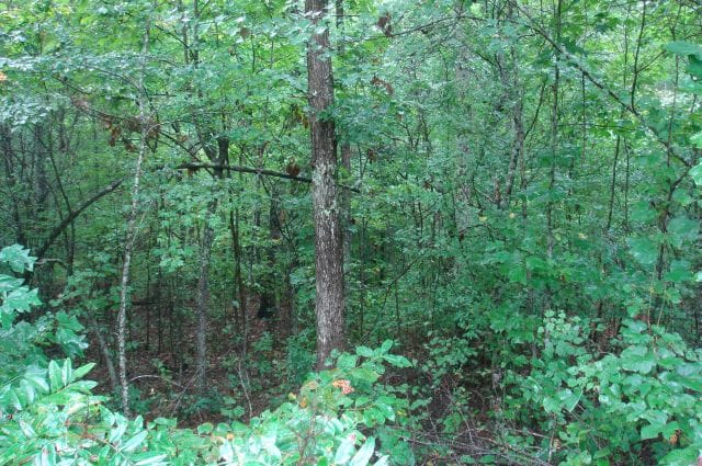 Sugartree Falls Tract 48 photo 3