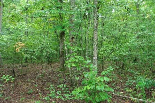 Sugartree Falls Tract 48 photo 4