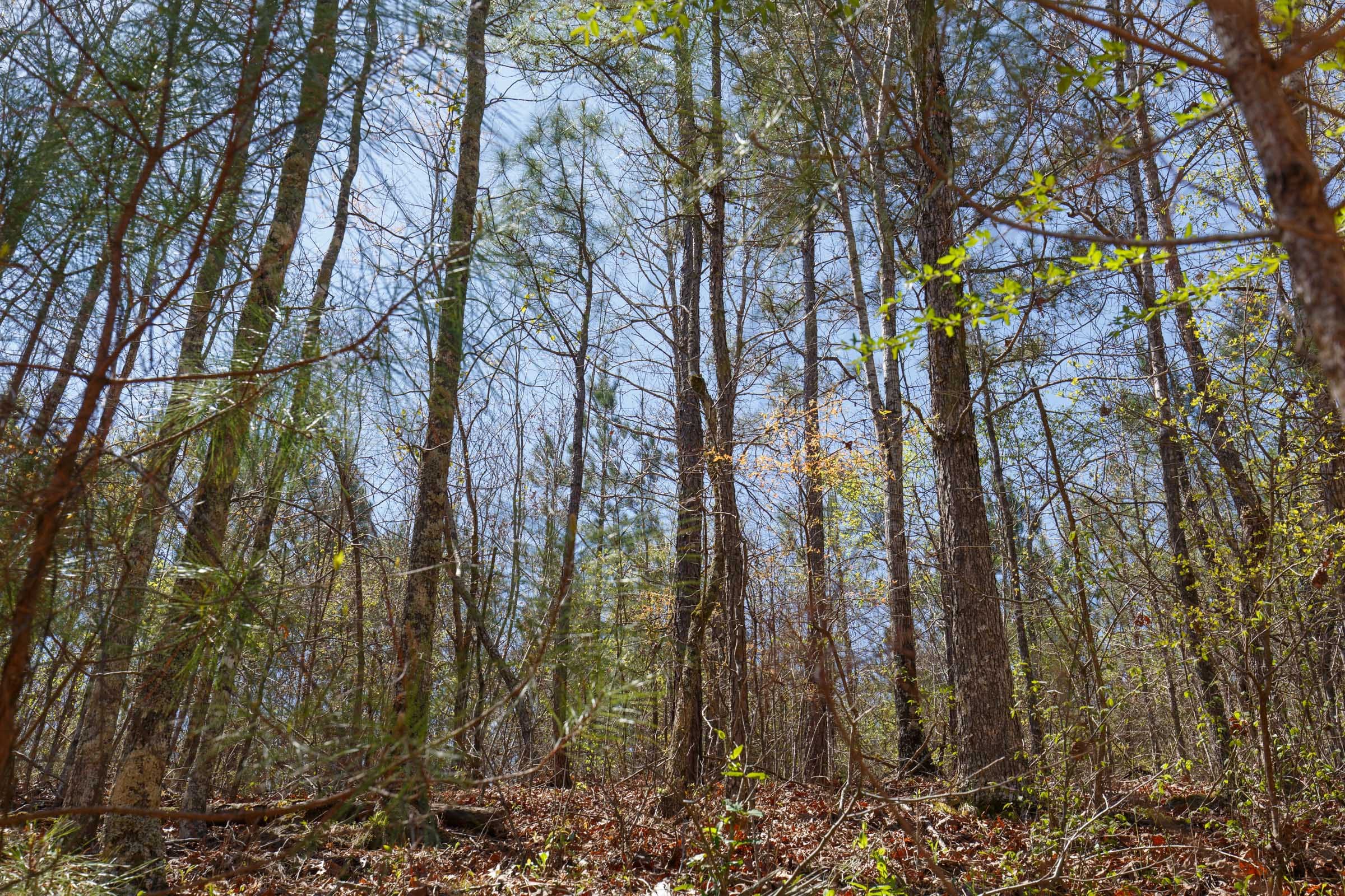 Southern Hills Tract 16 photo 7