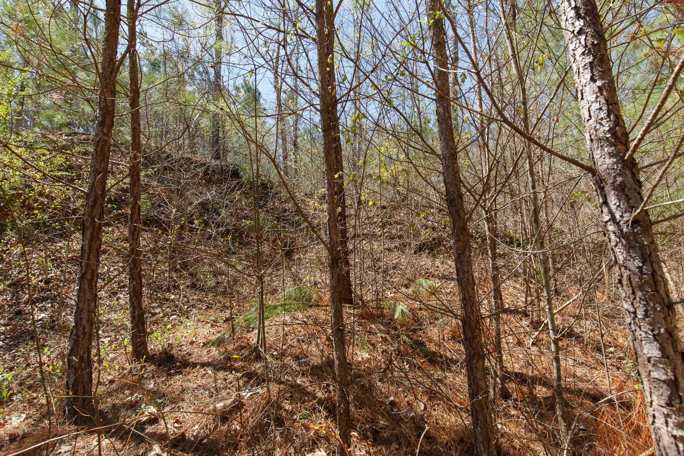 Southern Hills Tract 16 photo 5
