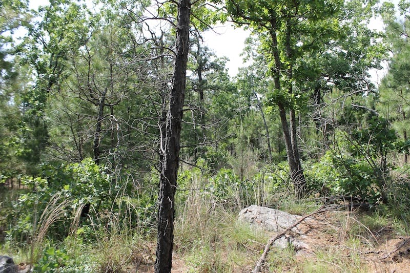 Indian Ridge – Phase II Tract 69 photo 2