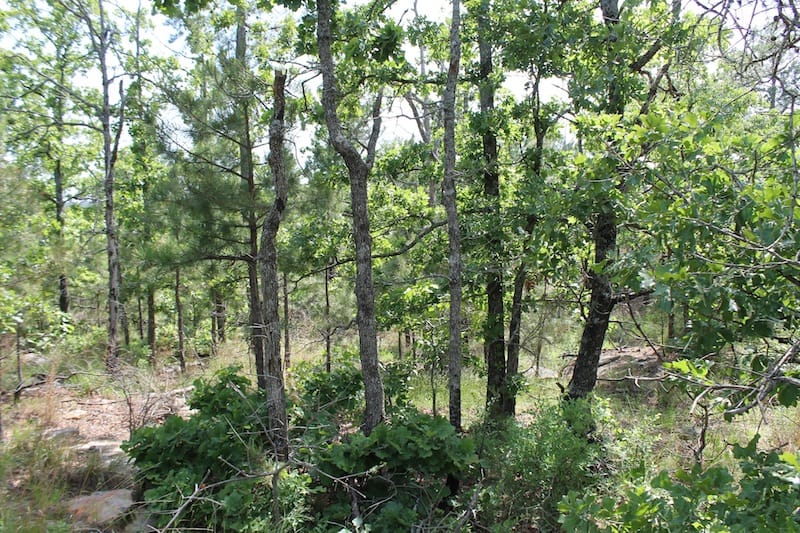 Indian Ridge – Phase II Tract 69 photo 6