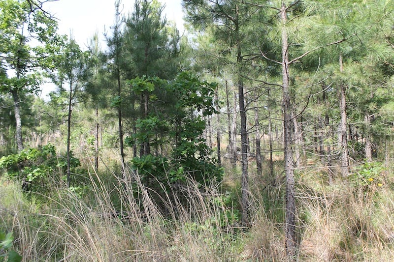 Indian Ridge – Phase II Tract 69 photo 7