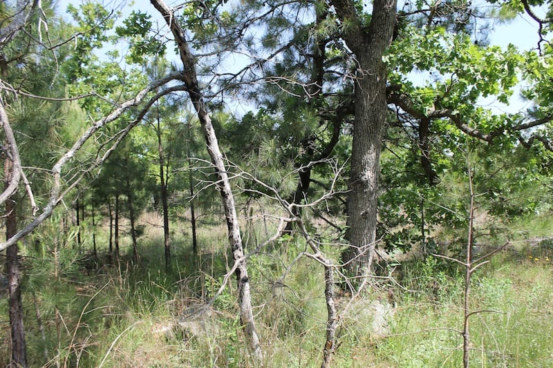 Indian Ridge – Phase II Tract 69 photo 8