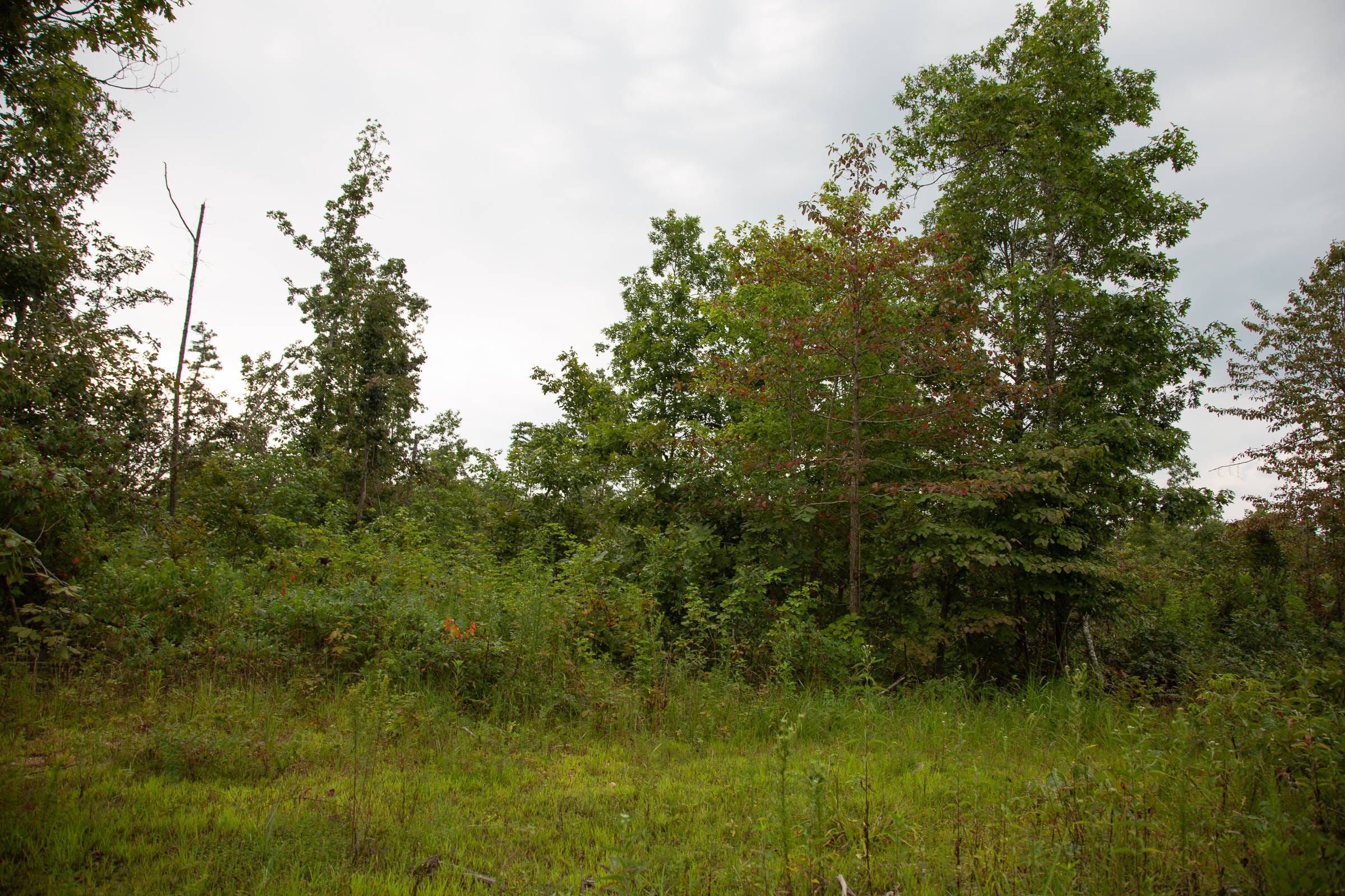Borgmann’s Hollow Phase II Tract 39 photo 2