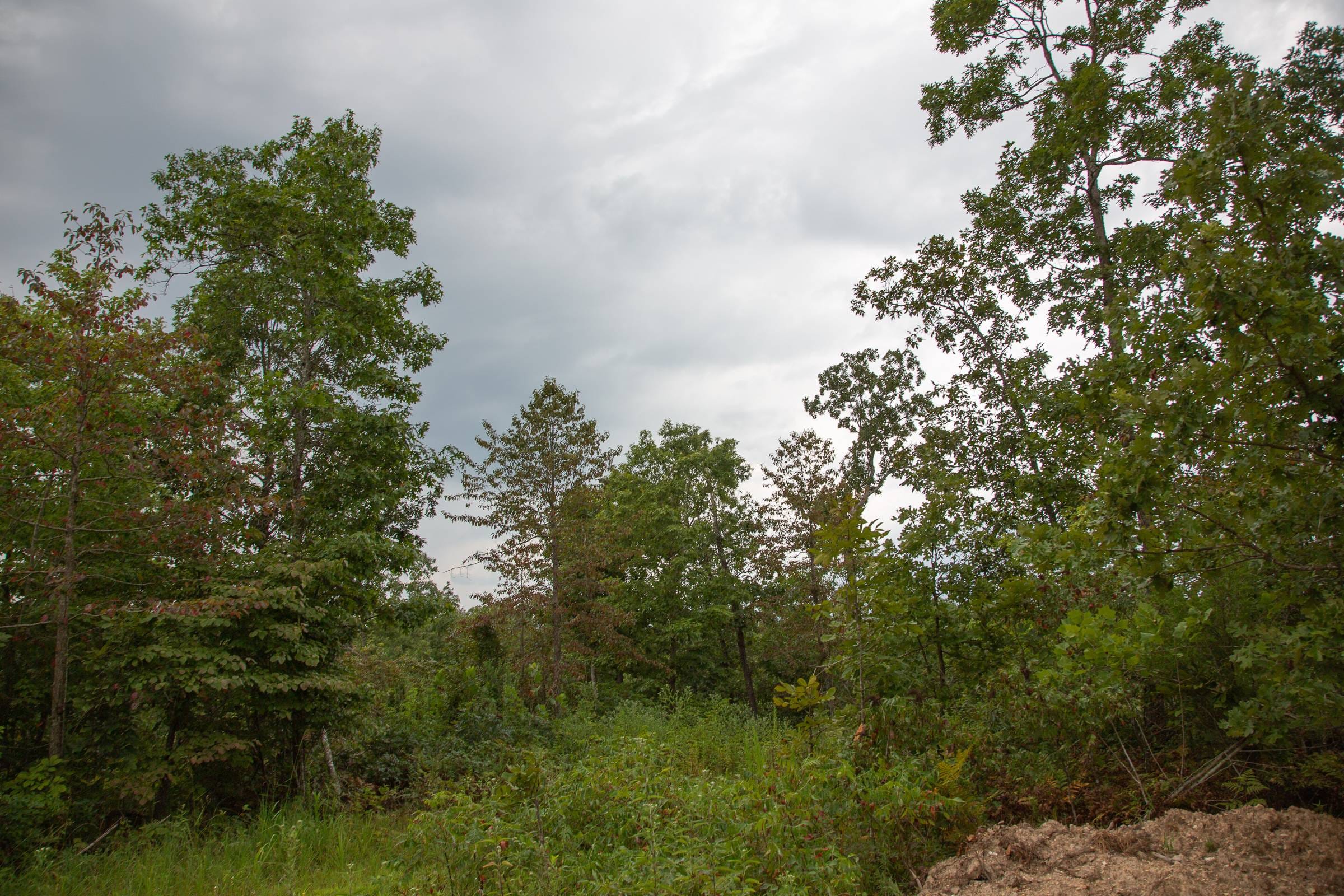 Borgmann’s Hollow Phase II Tract 39 photo 3