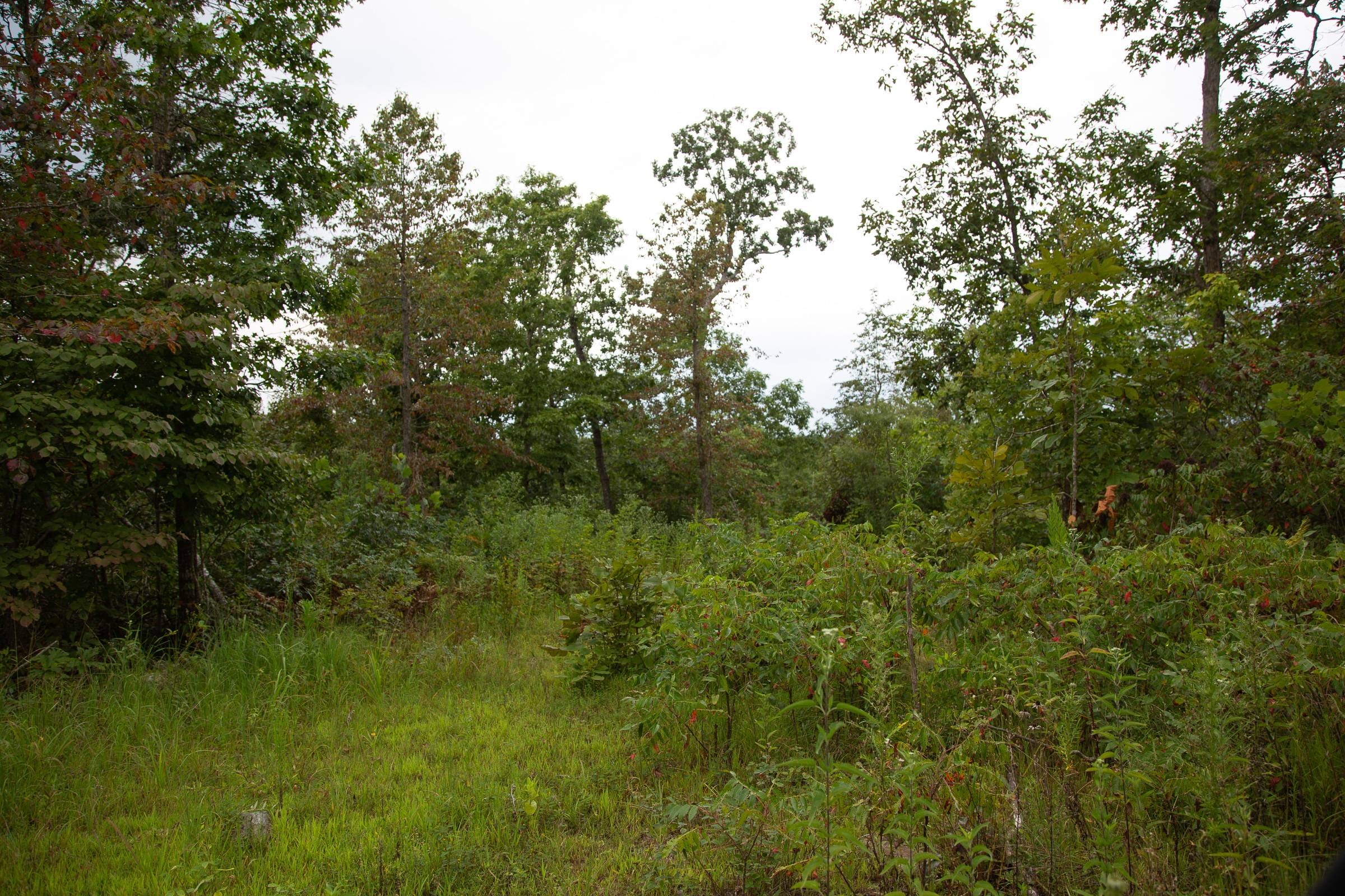 Borgmann’s Hollow Phase II Tract 39 photo 4
