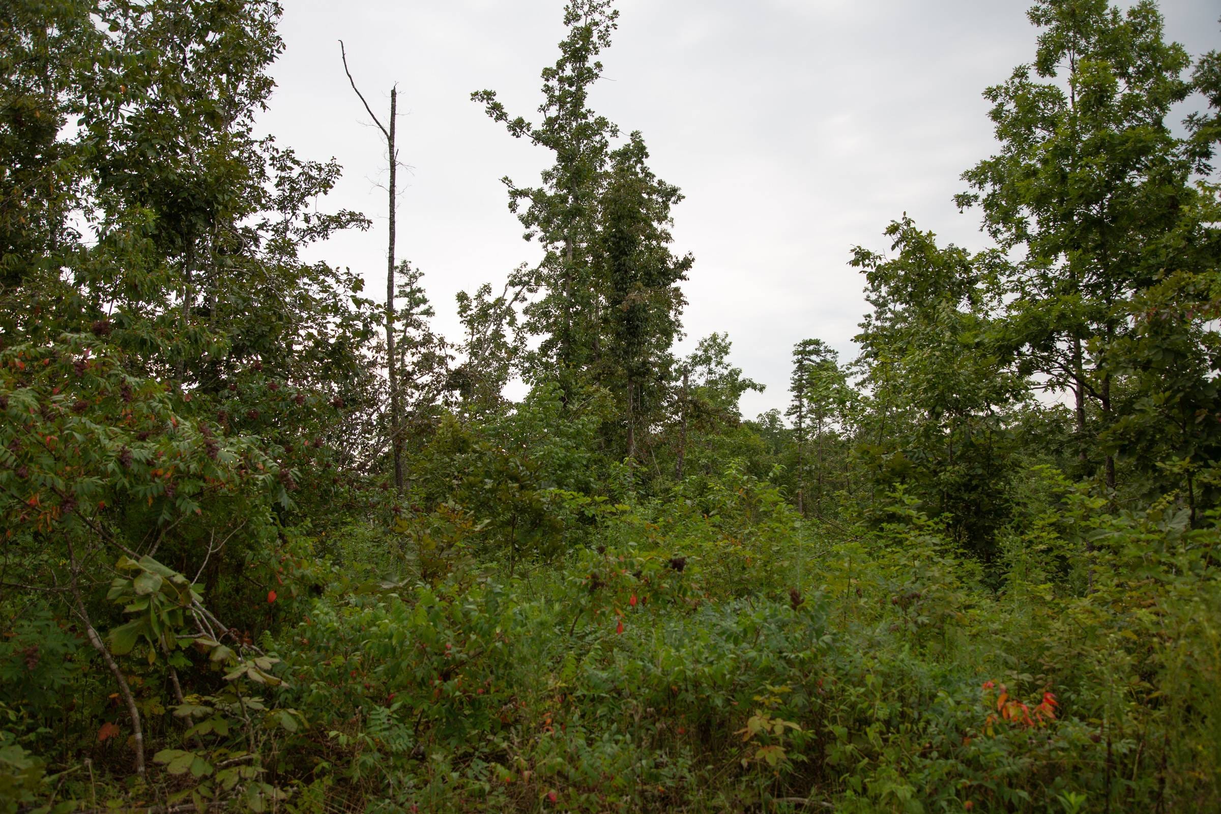Borgmann’s Hollow Phase II Tract 39 photo 5