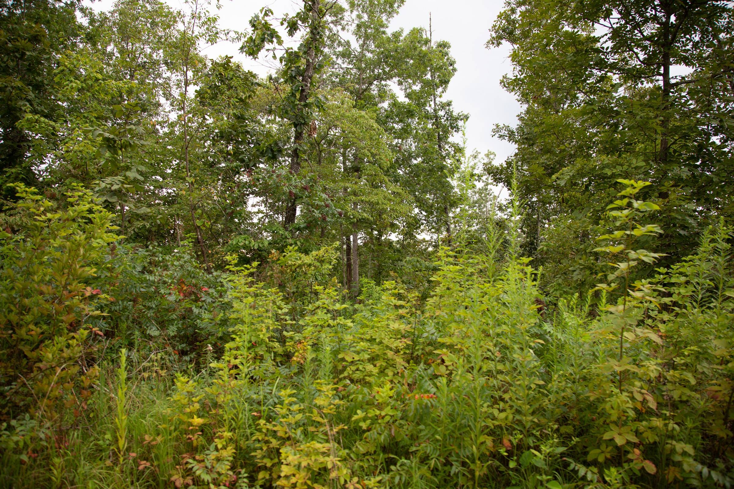 Borgmann’s Hollow Phase II Tract 39 photo 6