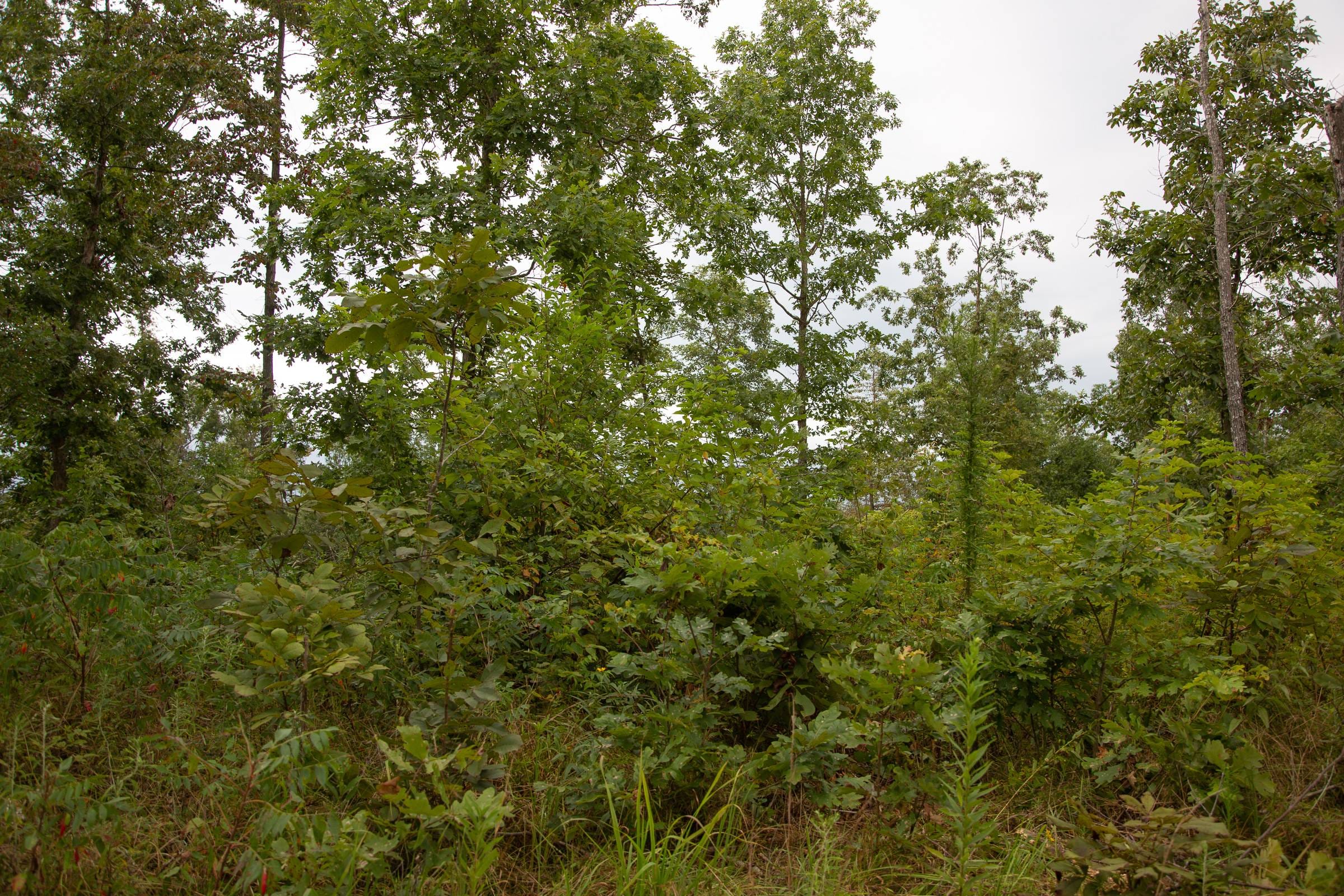 Borgmann’s Hollow Phase II Tract 39 photo 7