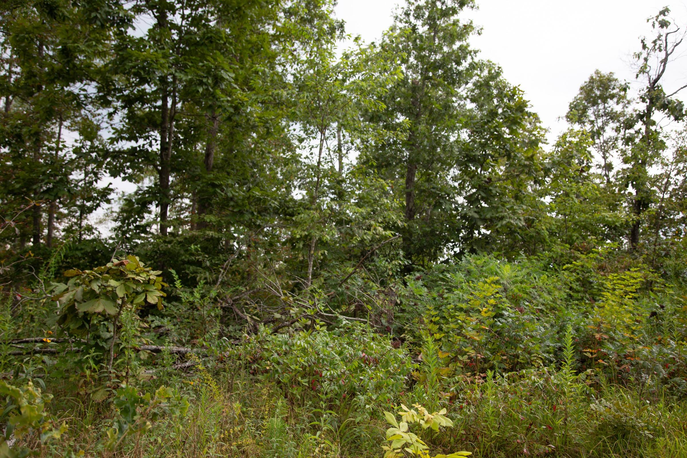 Borgmann’s Hollow Phase II Tract 39 photo 8