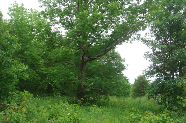 Whispering Oaks Tract 7 photo 2