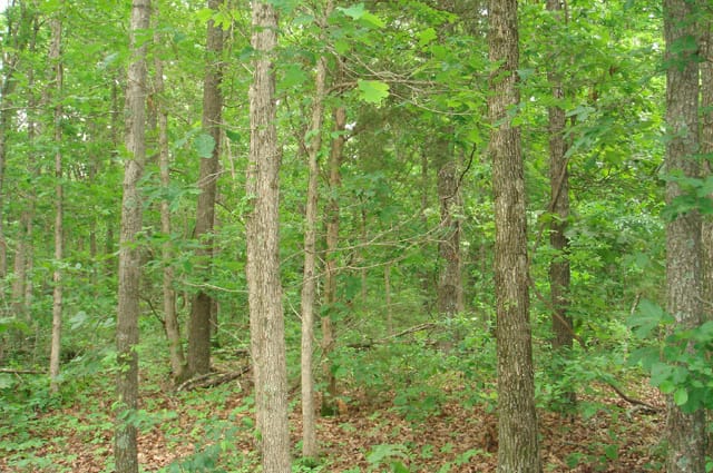 Whispering Oaks Tract 7 photo 3