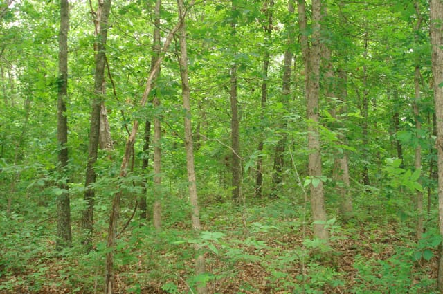 Whispering Oaks Tract 7 photo 4